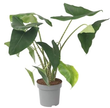 Plant in a Box - Alocasia zebrina - Gröse Luftreinigende Zimmerpflanze - Topf 32cm - Höhe 140-150cm