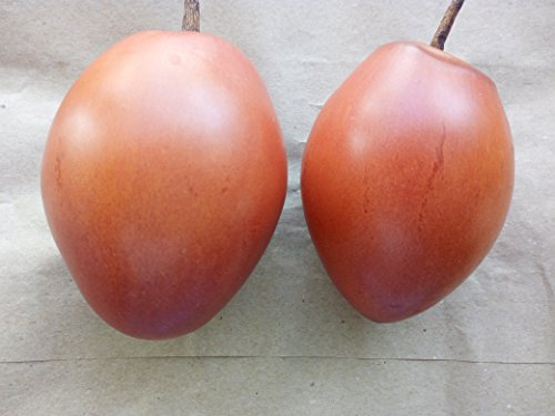 SEMI POMODORO TAMARILLO-Solanum BETACEUM-