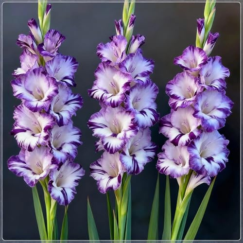 Rizomas de Gladiolo Perennes Resistentes: Variedades Raras Adecuadas para Cultivo en Jardín-5 Rizomas-g