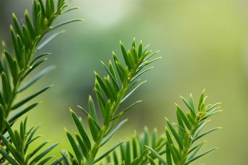 Taxus baccata 'Overeynderi' 125-150 cm - Säuleneibe, immergrün, ideal für Hecken und Sichtschutz, winterhart, pflegeleicht
