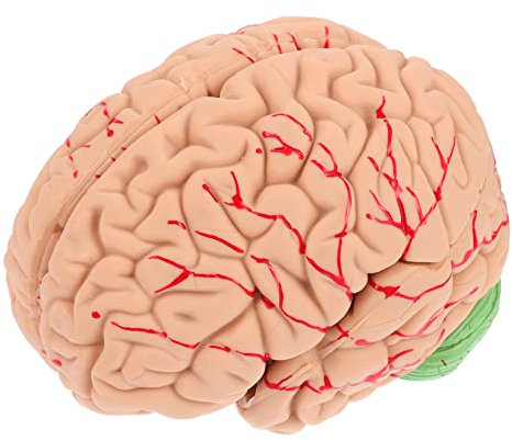 Gatuida 1stück Anatomisches Gehirnmodell Abnehmbares Lehrmodell Für Zwecke Detaillierte Für Schüler Und Lehrkräfte Für Unterricht