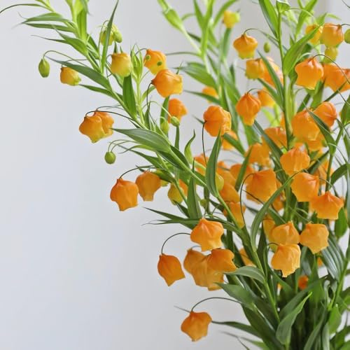 Semillas de Sandersonia aurantiaca, raras, decoración de sala de estar, lirio linterna de jardín de rocas resistentes macizo de con orgánicas 200pcs
