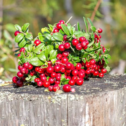 50 pcs Cranberries samen - säulenobst obstsamen winterfeste pflanzen für kübel, deko pflanze obstbaum garten pflanzen winterharte pflanzen für garten, obstpflanzen gartenpflanzen