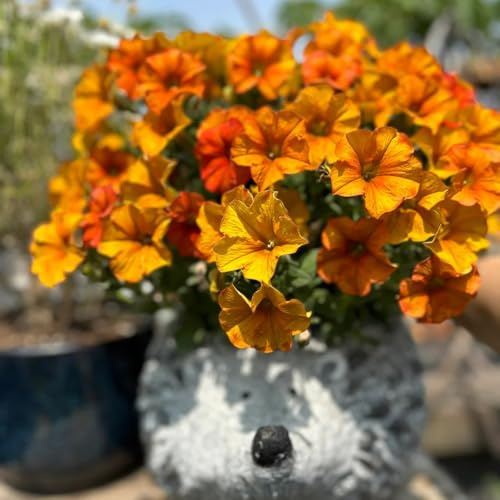 semi di petunia, petunie pendenti resistenti in vaso da esterno petunie semi di da balcone rampicanti, giardino roccioso sospese interno 60semi