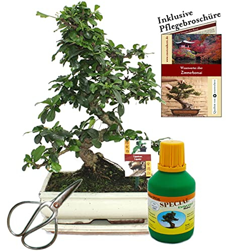 Carmona microphylla 10 Jahre 25cm Schale Geschenk-Set mit Schere und Dünger