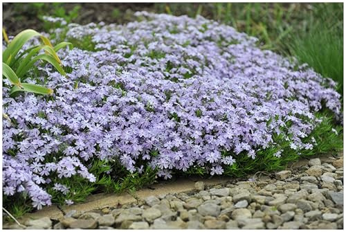 Stauden Gänge 10 x Phlox subulata 'Emerald Cushion Blue' Blauer Polster | Blauer Bodendecker für Sonne, Blüte April bis Mai, mehrjährig, 9x9 cm Topf