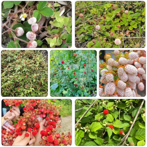 fresa silvestre silvestres de bonsái decorativas perennes resistentes enanos semillas de semillas orgánicas 130pcs