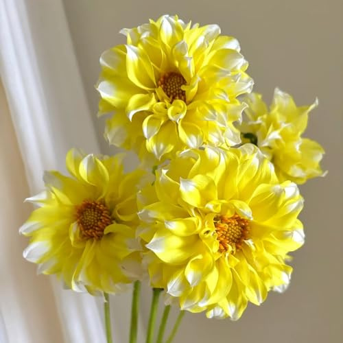 Tuberi di dalia, resistente, giardino aiuola rialzata balcone 4pcs