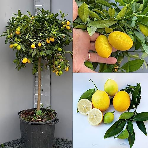 SAVINI VIVAI Planta de tilo, árbol de cítricos en maceta de 35 cm altura 150-180 cm 6-7 años de injerto,