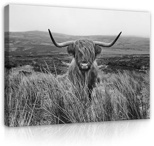 WallArena Leinwand Bilder 100x75 cm | Tiere Hochlandrind schwarz weiß, Leinwandbilder, Bild auf leinwand, Format: 100x75 cm (BxH) - einteilig auf Canvas