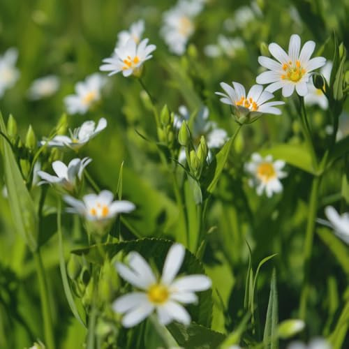 semi di cerastio esotiche resistenti di cerastio copertura del terreno, perenne di culinarie, rare balcone del giardino, 150pcs