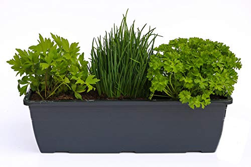 Kräuterkasten für Salate & Suppen 40cm Anthrazitkasten mit je 1er Kräuter Pflanze: Liebstöckel, Schnittlauch & Petersilie