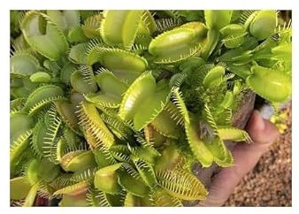 Stk - 3x Dionaea muscipula Yellow fused Venusfliegenfalle Pflanzen Samen B1285 - Seeds & Plants Shop by Ipsa
