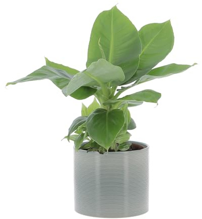 KENTIS - Musa Acuminata Dwarf Cavendish - Banano Pianta Vera - Altezza 30-40 cm e Vaso Ø 13 cm