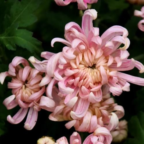 Semi di crisantemo, semi di giardino per luoghi soleggiati 500pcs
