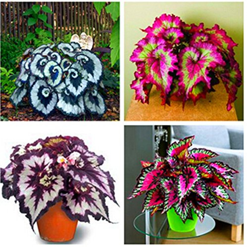 100 pz/borsa Begonie Samen Bonsai Blumensamen Hof Balkon Coleus Samen Begonie Pflanzen für Haus Garten vergossen