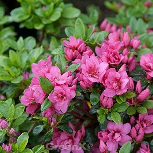 Kriechende Immergrüne Zwerg Azalee Mariko 20-25cm - Rhododendron nakaharai - lebende Gartenpflanze aus den Baumschulen