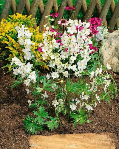 Delphinium x belladonna 'Moerheimii' 11x11 cm Topf – Winterhart, Mehrjährig – Rittersporn – Staude für Beet & Rabatte