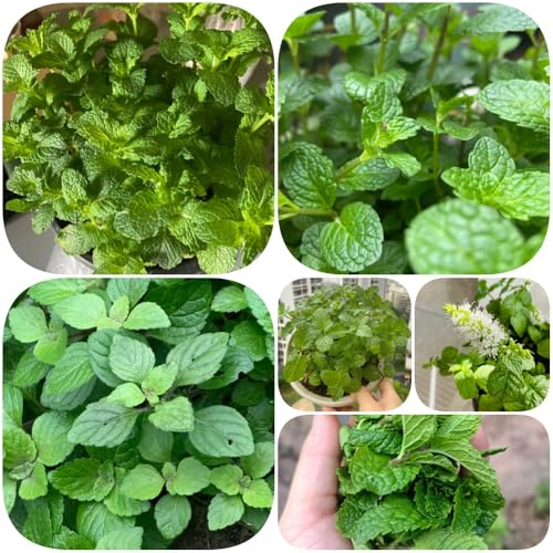 Semi di menta piperita - vecchie varietà resistenti giardino selvatiche semi di esotico menta raro 600pcs