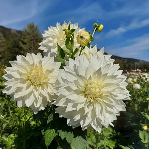 Votaniki Snow Country Dahlia Bulbs - Perennial, Attract Pollinators, Large Blooms, Dinnerplate Dahlia Flower Bulbs for Planting | Easy to Grow (1 Pack)