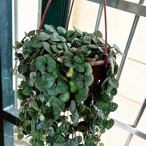 leuchterblume steingartenpflanzen winterhart büropflanzen balkongarten blumensaat winterharte kübelpflanzen balkon deko pflanzensamen topfpflanzen draußen winterhart dachbegrünung 30samen