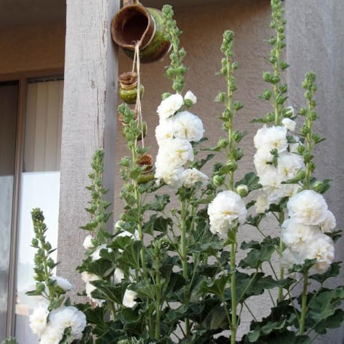 stockrosen wohnzimmer deko topfpflanzen stockrosensamen blumensamen mehrjährig winterhart balkonpflanzen ausgefallene geschenke herbst deko bonsai blumensamen balkon winterharte 40samen