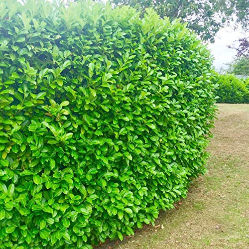 40 Cherry Laurel Evergreen Hedging Plant Fast Growing Shrub 25-40cm Potted by Sunnyside Nurseries