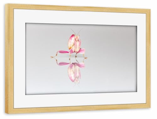artboxONE Poster mit Rahmen Kiefer 30x20 cm Die Orchideen Gottesanbeterin von Die Welt Tanzt Farben