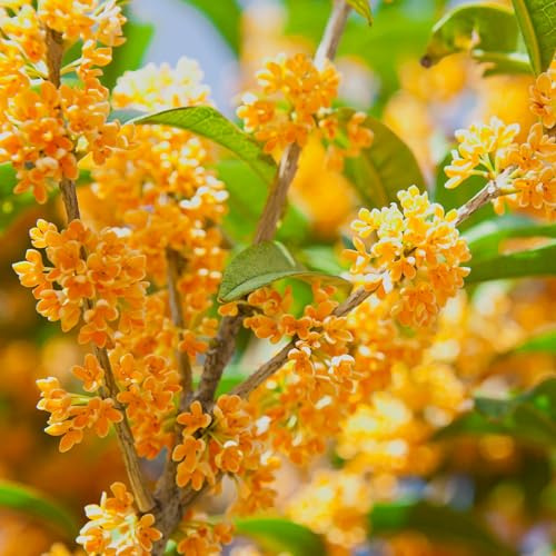 Vivai le Georgiche - Pianta vera di Osmanthus fragrans Aurantiacus - vaso Ø 18 cm