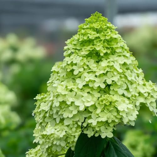 semillas resistentes de hortensia de panícula, primavera, silvestres jardín de hortensias silvestres de balcón cubierta 300pcs