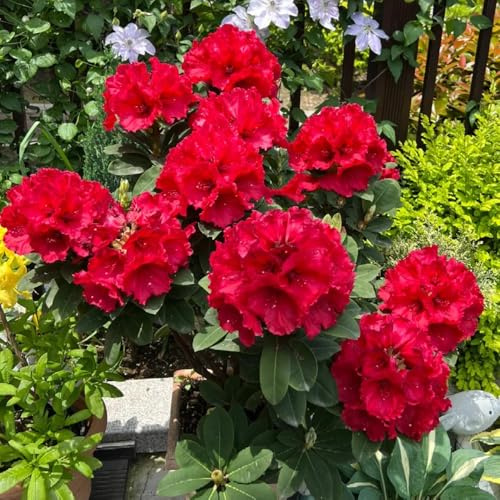 Azalee, seltene wildblumensamen Rhododendron, winterhart blumensamen mehrjährig winterhart alte sorten 250Samen