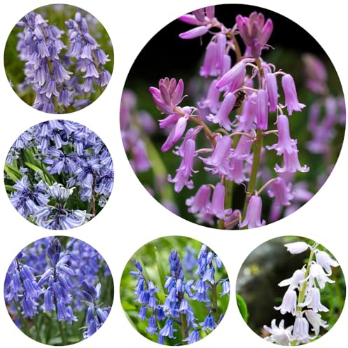 semi di campanula - perenni resistenti giardino roccioso decorazione tappezzante appartamento 450pcs