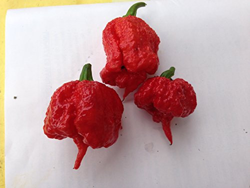 SEMI PEPERONCINI CAROLINA REAPER HP22B + IN OMAGGIO 10 SEMI AJI AMARILLO + GUIDA ALLA COLTIVAZIONE