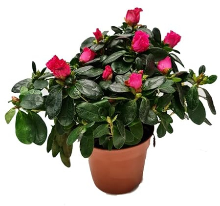 Azalea Natural – Planta Viva con Floración Abundante de Primavera