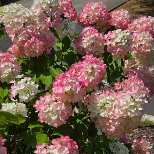 semi di ortensia a pannocchia - arbusti resistenti Ortensia paniculata - per luoghi soleggiati di da giardino roccioso resistenti 400pcs