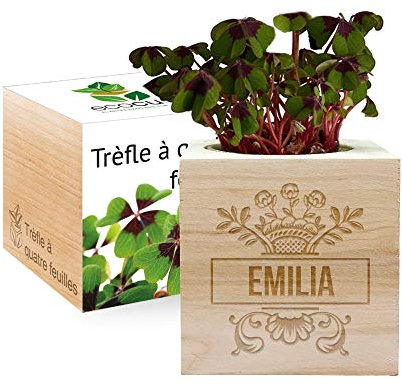 Amikado - Ecocube gravé d'un prénom (Trèfle à 4 feuilles) - Plantes dans Un Cube en Bois - 100% Eco Friendly - idée Cadeau Durable