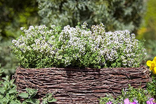 Thymus vulgaris 9x9 cm Topf – Winterhart, Mehrjährig, Pflegeleicht – Echter Thymian – Gewürzkraut für Küche & Kräuterbeet