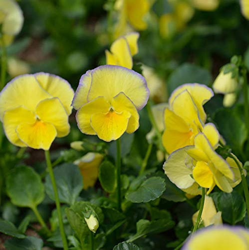 Hornveilchen Etain - Viola cornuta