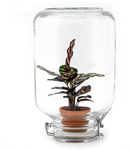 urbanjngl - urbanjngl.com - Easyplant - Flaschengarten - Fido Terrariumglas - DIY Terrarium mit Pflanzen im Glas - Ø 18 cm ↑ 28 cm Calathea Lancifolia