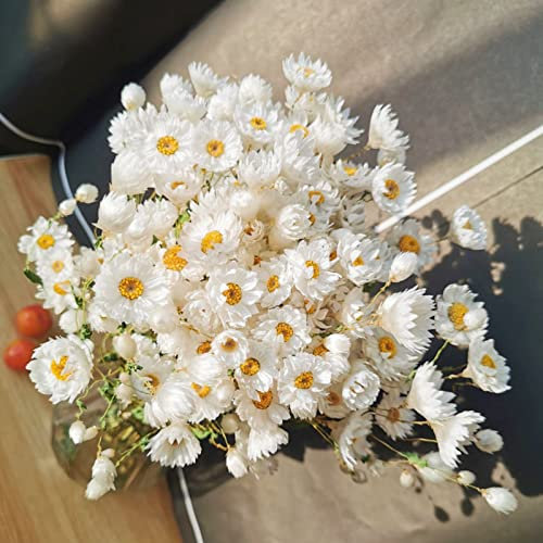Jtoder Bouquet di margherite secche, oltre 200 fiori bianchi secchi veri con steli, margherite Gerber da 43,2 cm, decorazioni per matrimoni, decorazioni per vasi di fattoria, decorazioni fai da te per