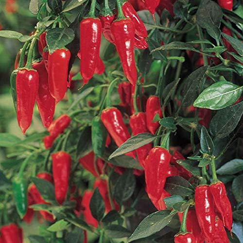 Viridis Hortus - 18 x Hot Pepper F1 Apache Chilli Vegetable/Fruit Seeds