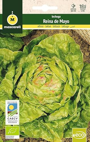 Mascarell Semillas, LECHUGA REINA DE MAYO, Semillas Ecológicas, 2 Gramos