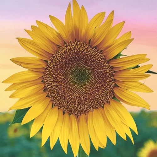 20 Servietten Blumen Erwachende Sonnenblume als Tischdeko. Papierservietten mit Motiv. Auch für Decoupage und Serviettentechnik 33x33cm
