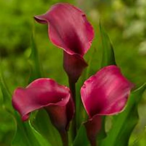 Calla Lily Bulbs,Garden Flowers,Calla Lily Bulbs for Planting Now UK,Wedding Flowers,Plant Bulbs,Hardy Perennial,Cut Flowers,Strong Plants That Grow Well.-2bulbs-C
