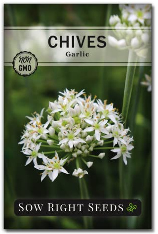 Sow Right Seeds - Garlic Chives Seeds for Planting Perennial Herb Garden