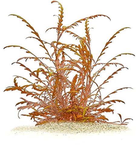 Hygrophila pinnatifida Fiederspaltiger Wasserfreund invitro XL 8,5cm Becher | Aus steriler In-vitro-Kultur - ideal zum Begrünen von Wurzeln und Steinen sowie für kontrastreiche Unterwasserlandschaften.
