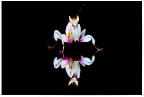 artboxONE Poster 60x40 cm Tiere Die Orchideen Fangschrecke - Bild gottesanbeterin fangschrecken gottesanbeterin