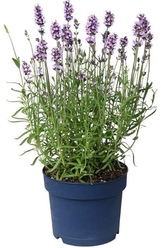 Lavanda o Espliego Natural Planta Resistente