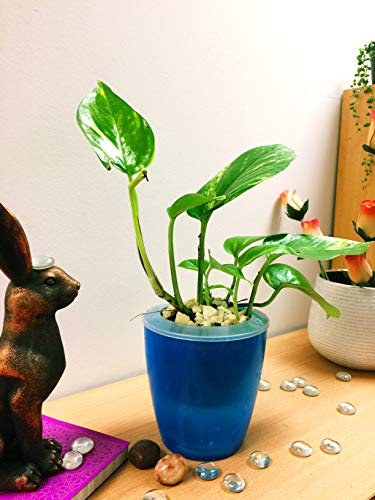 Easy Plants Devil's Ivy Golden Pothos Arum Pot coloré avec arrosage automatique et dessus blanc