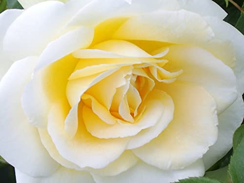 'Creme de la Creme' Potted Rose - Gorgeous Creamy White Fragrant Blooms - Lovely Gift Idea - Repeat Flowering Climbing Rose